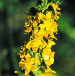 Agrimony