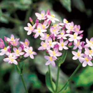 Centaury