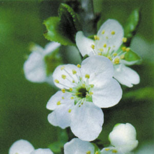 Cherry Plum
