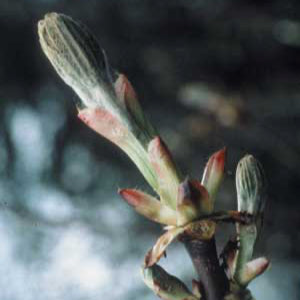 Chestnut Bud