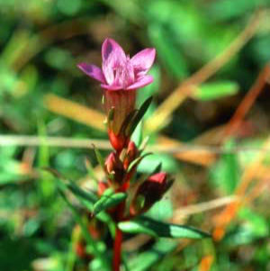 Gentian