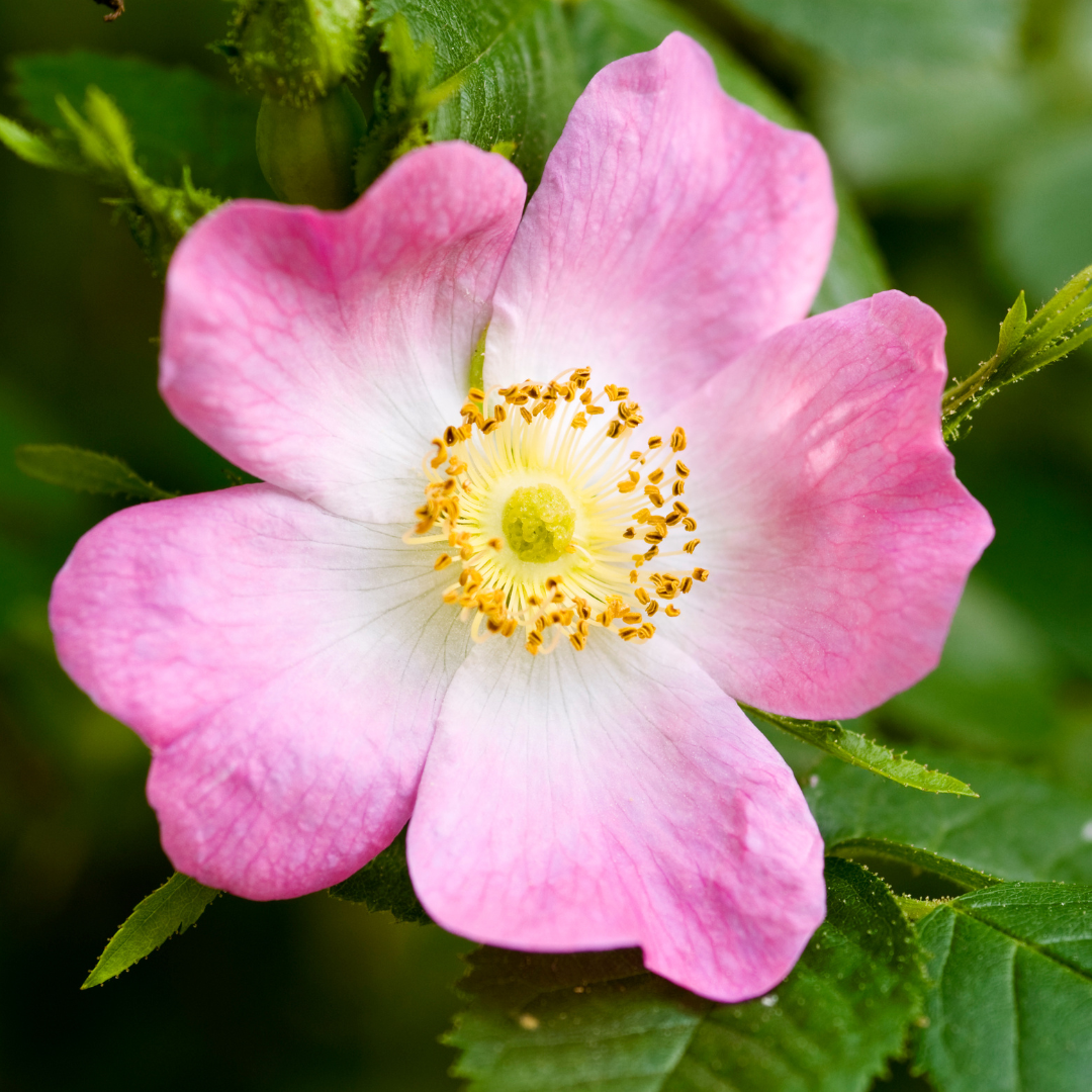 Wild Rose