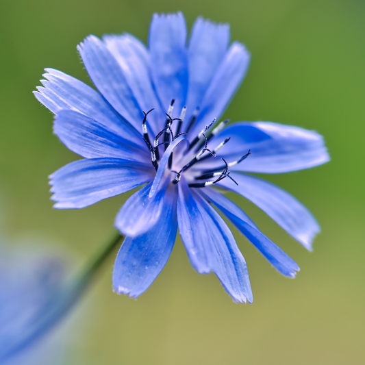 Chicory