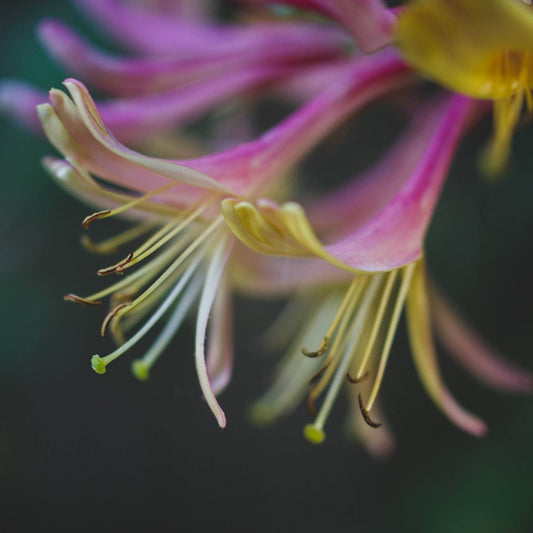 Honeysuckle