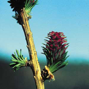 Larch