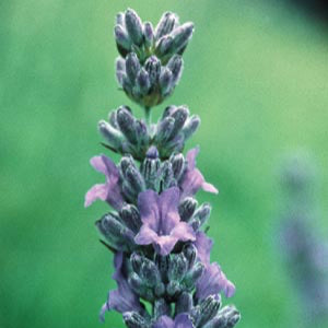 Lavender Flower Essence