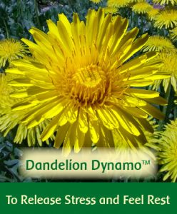 Dandelion Dynamo 2 fl. oz.