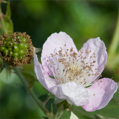 Blackberry Flower Essence