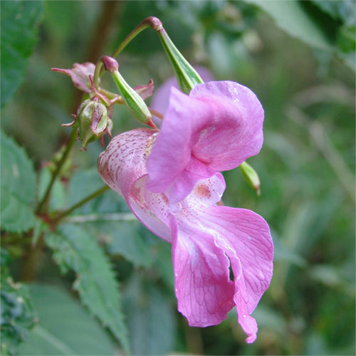Impatiens