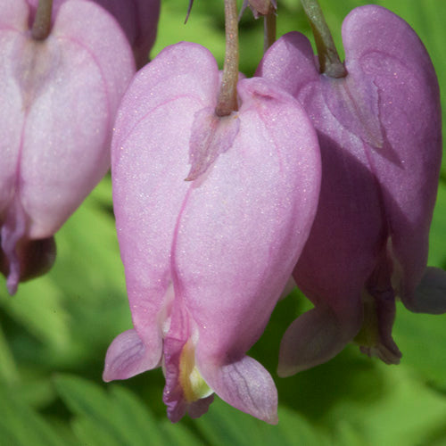 Bleeding Heart Flower Essence