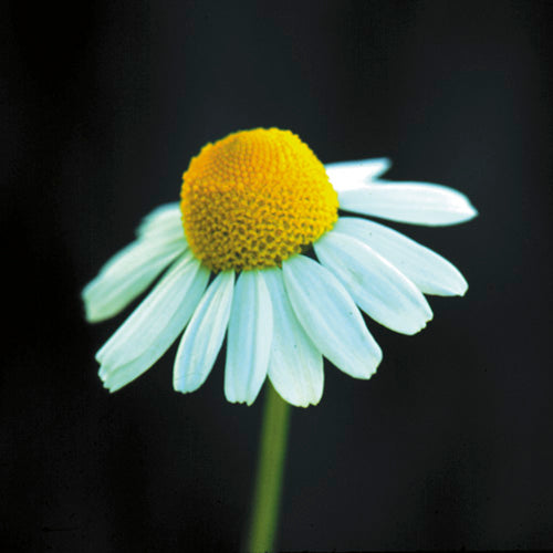 Chamomile Flower Essence