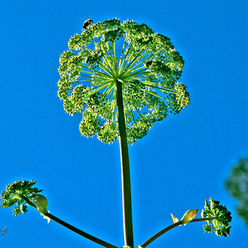 Angelica Flower Essence