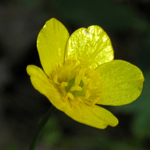 Buttercup Flower Essence