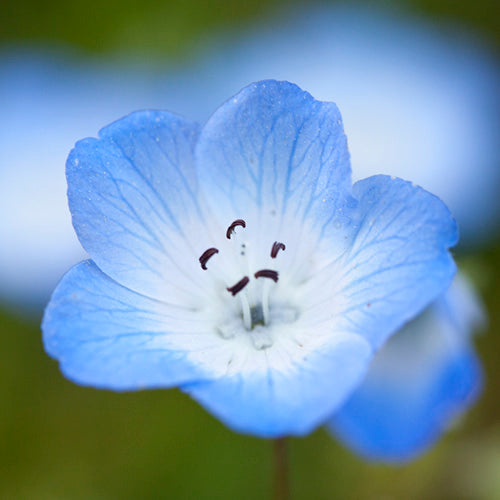 Baby Blue Eyes Flower Essence