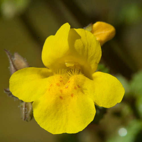 Mimulus