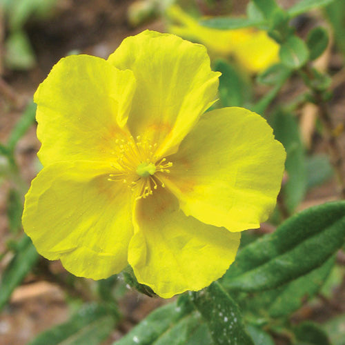 Rock Rose