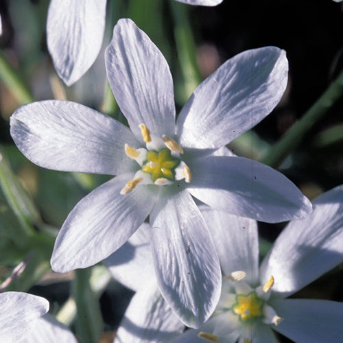 Star of Bethlehem