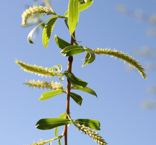Willow