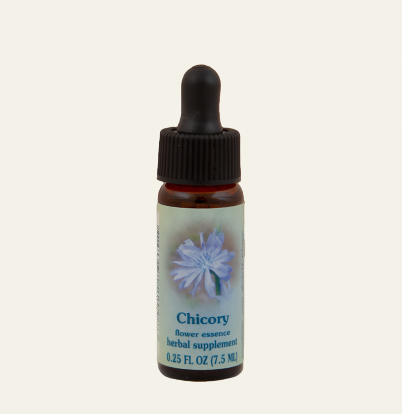 Chicory