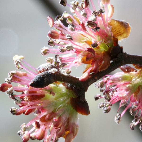 Elm