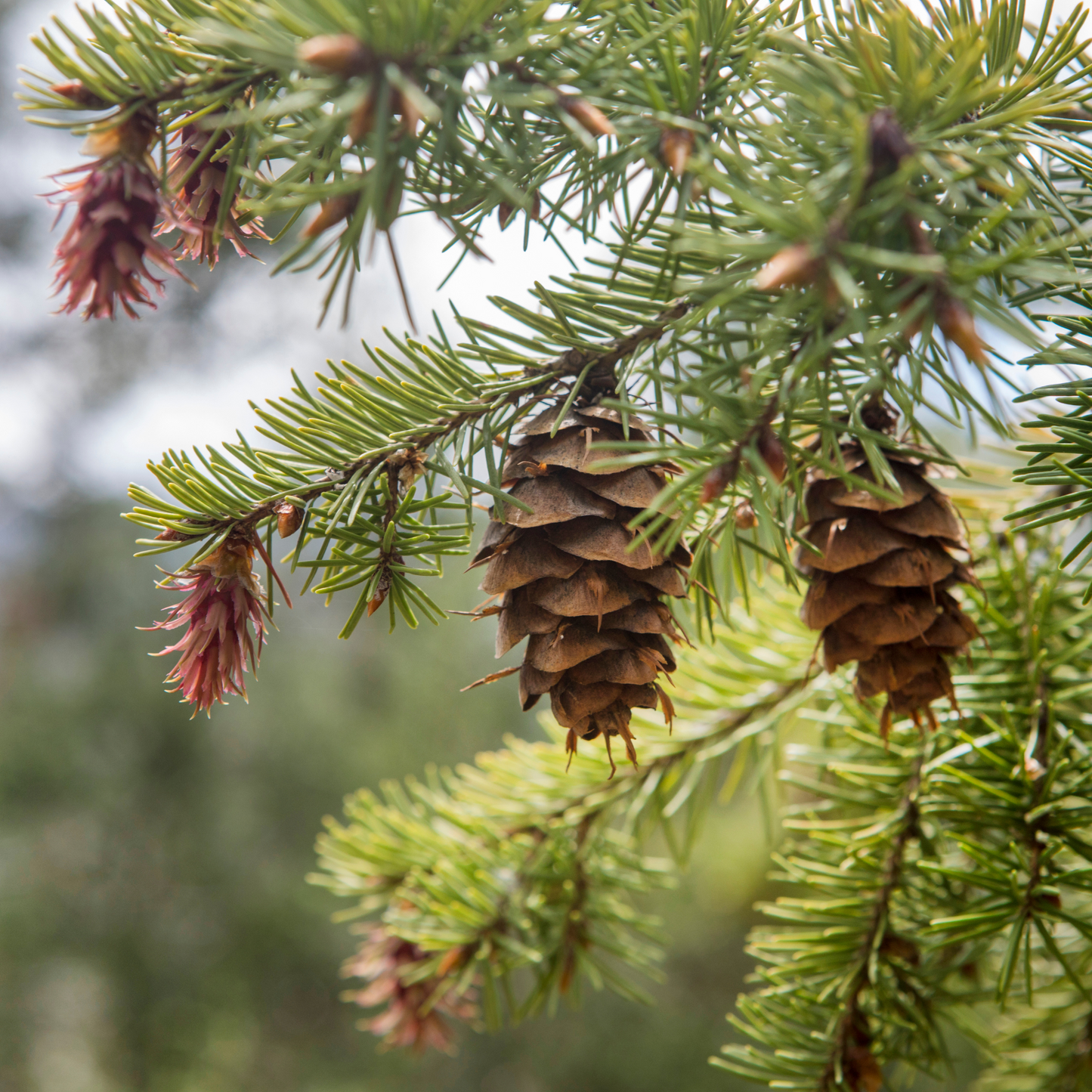 Pine