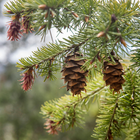 Pine