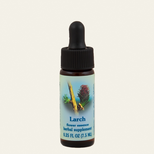 Larch
