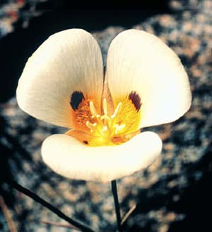 Mariposa Lily Flower Essence