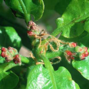 Oak