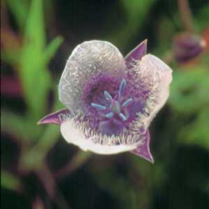 Star Tulip (Calochortus tolmiei)