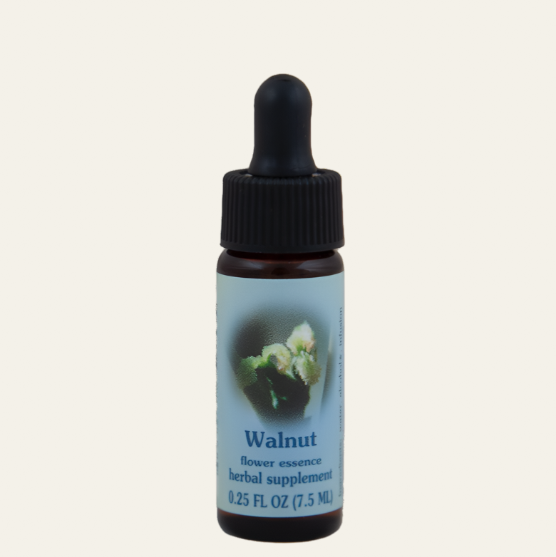 Walnut