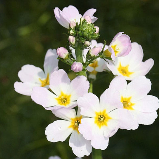 Water Violet