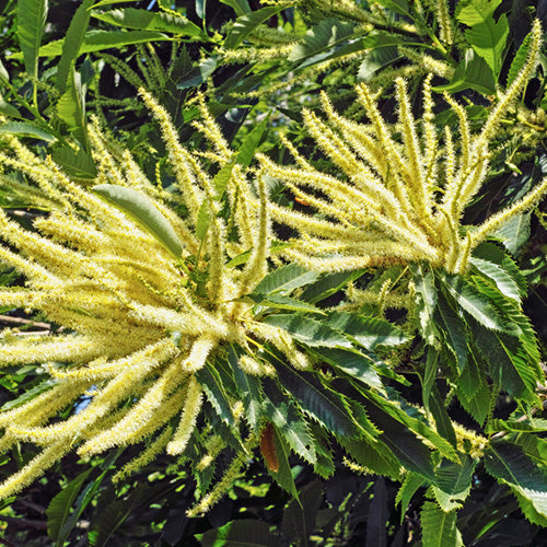 Sweet Chestnut