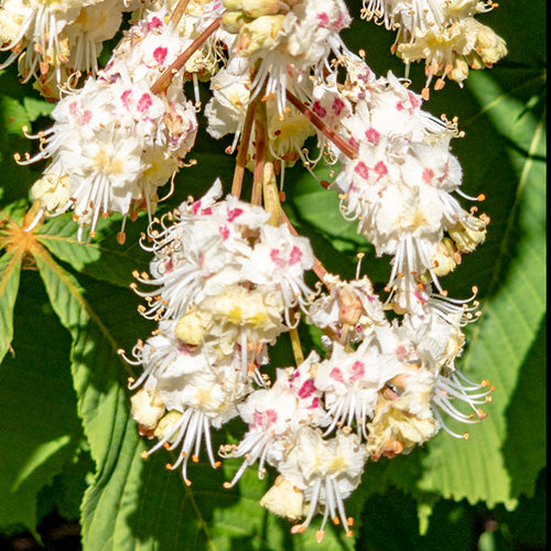 White Chestnut