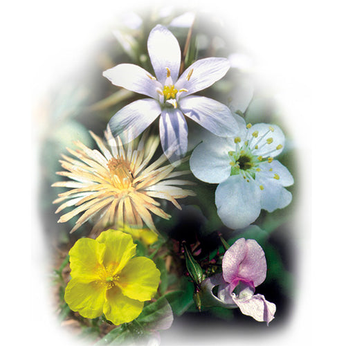 Five-Flower Remedy 1 oz. with alcohol