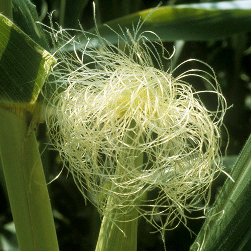 Corn Flower Essence