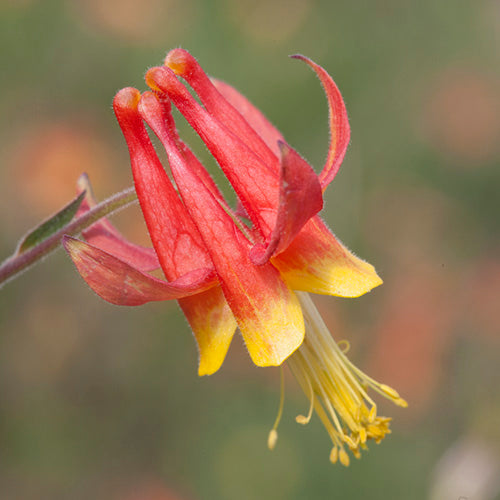 Columbine Flower Essence