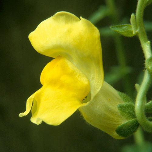 Snapdragon Flower Essence