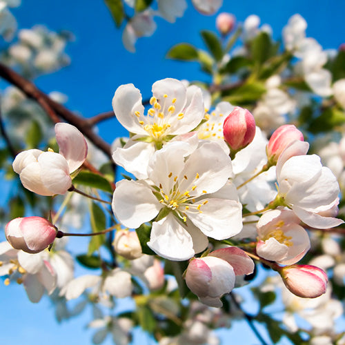 Crab Apple