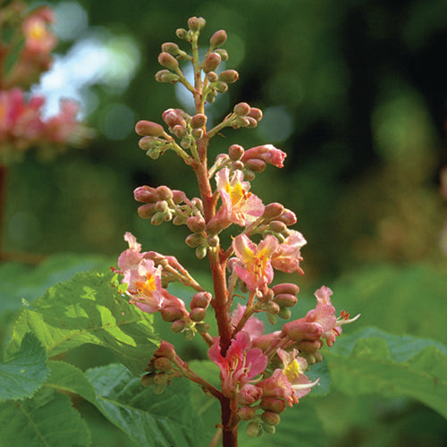 Red Chestnut