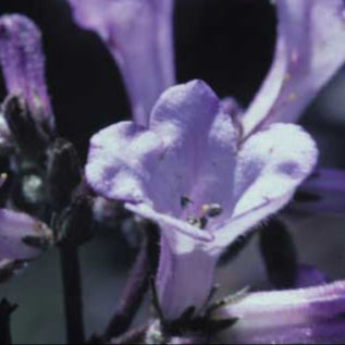 Yerba Santa (Eriodictyon californicum)